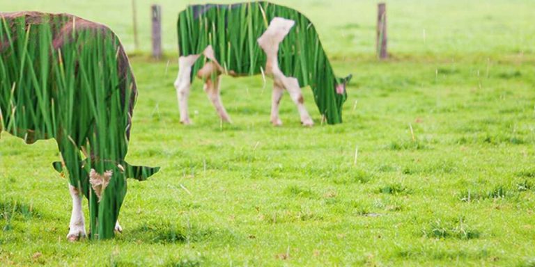 To Meat or Not to Meat… That is The Question